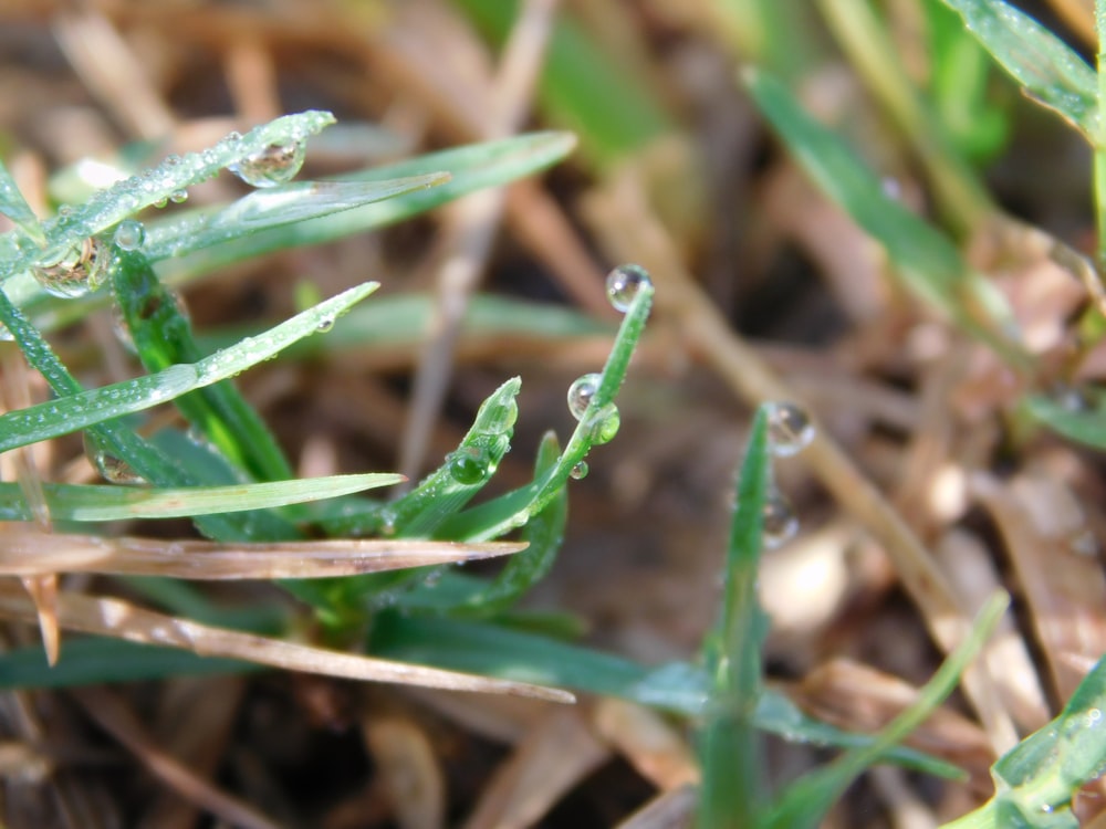 a close up of grass with drops of water on it