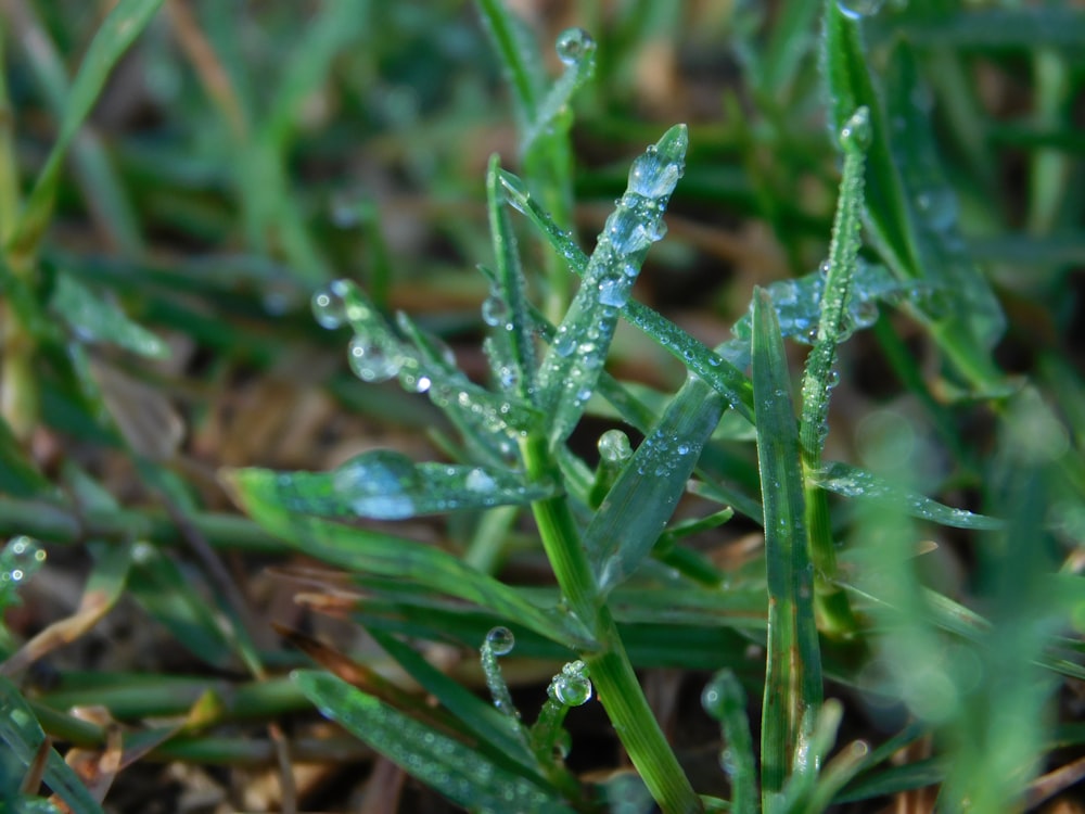 a close up of a plant with water droplets on it