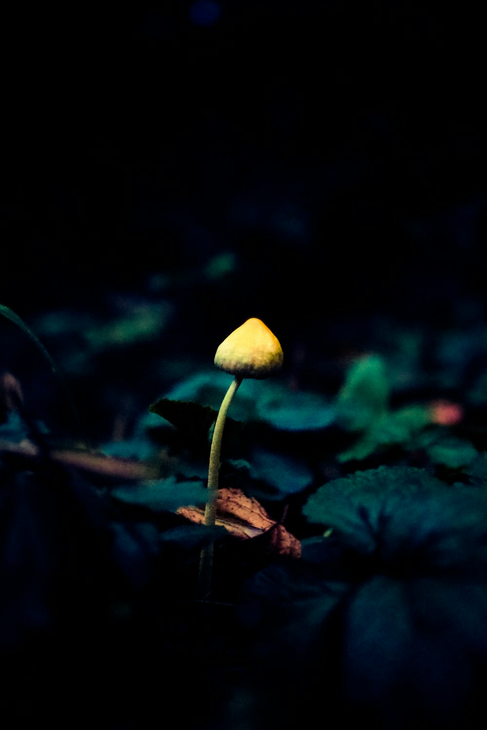 a yellow mushroom sitting on top of a leaf covered ground