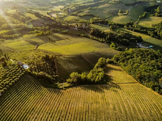 an aerial view of a green field with trees