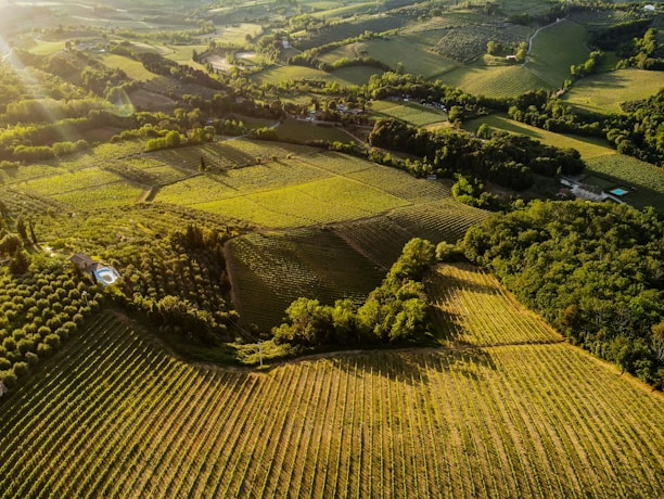 an aerial view of a green field with trees
