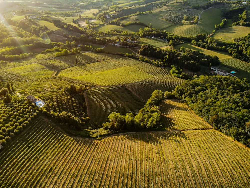 Una vista aérea de un campo verde con árboles