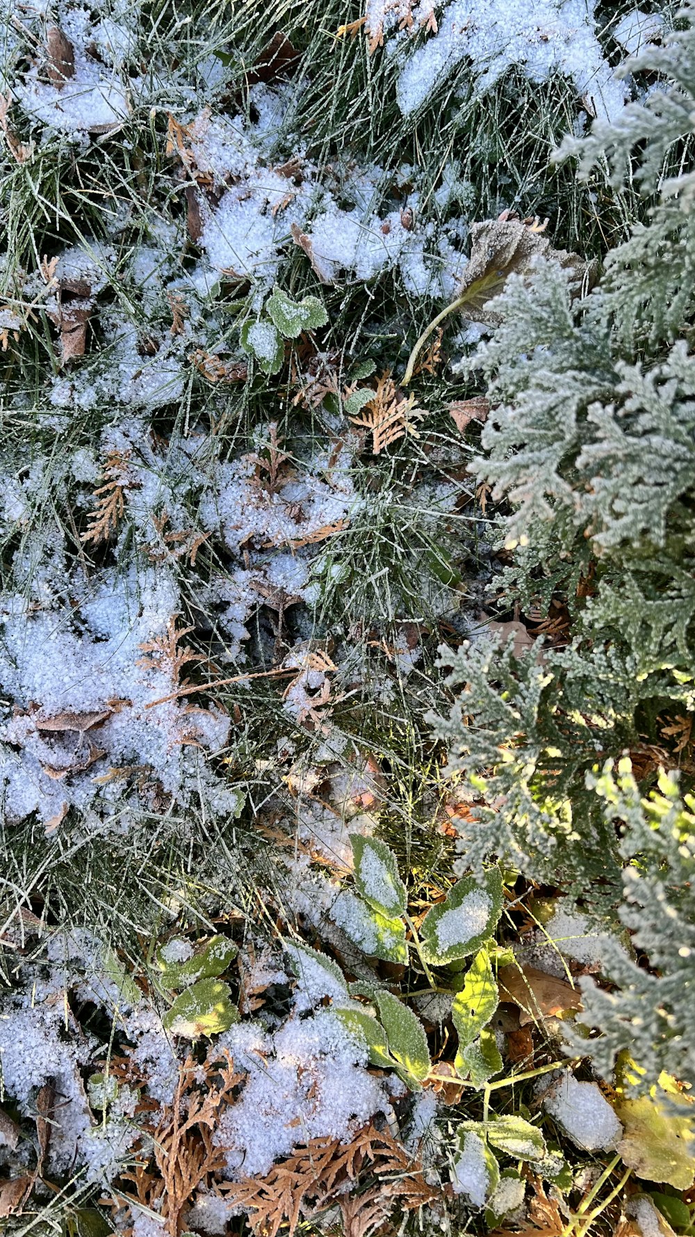 a close up of a patch of grass covered in snow