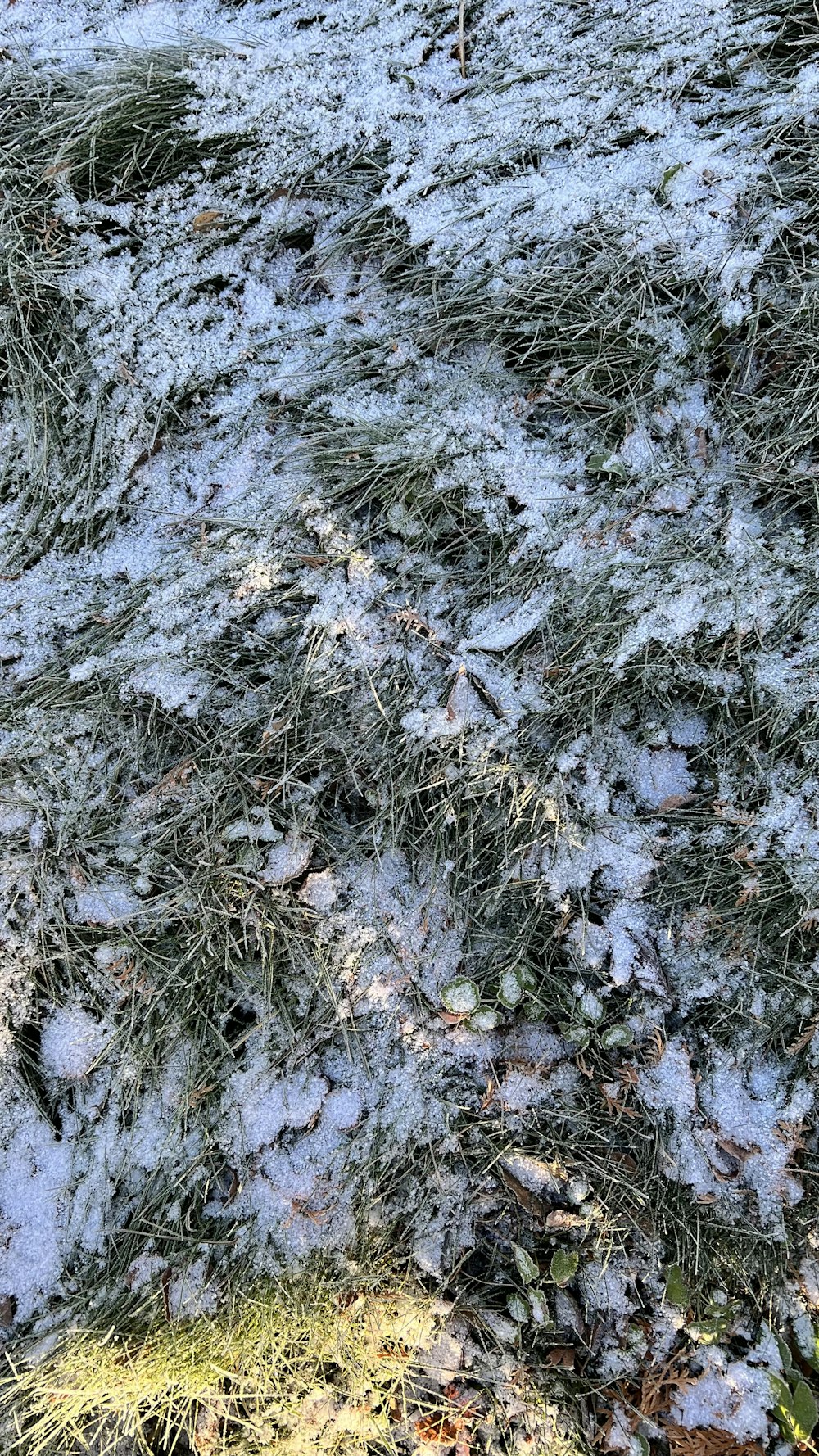 a dog is standing in the grass covered in snow