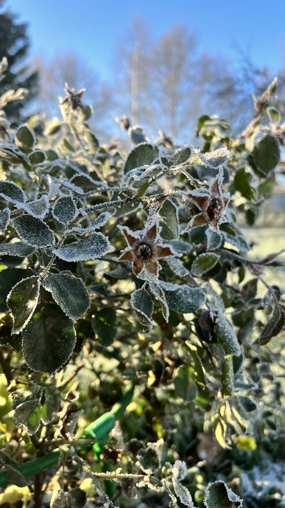 a bush with frost on the leaves and a blue sky in the background