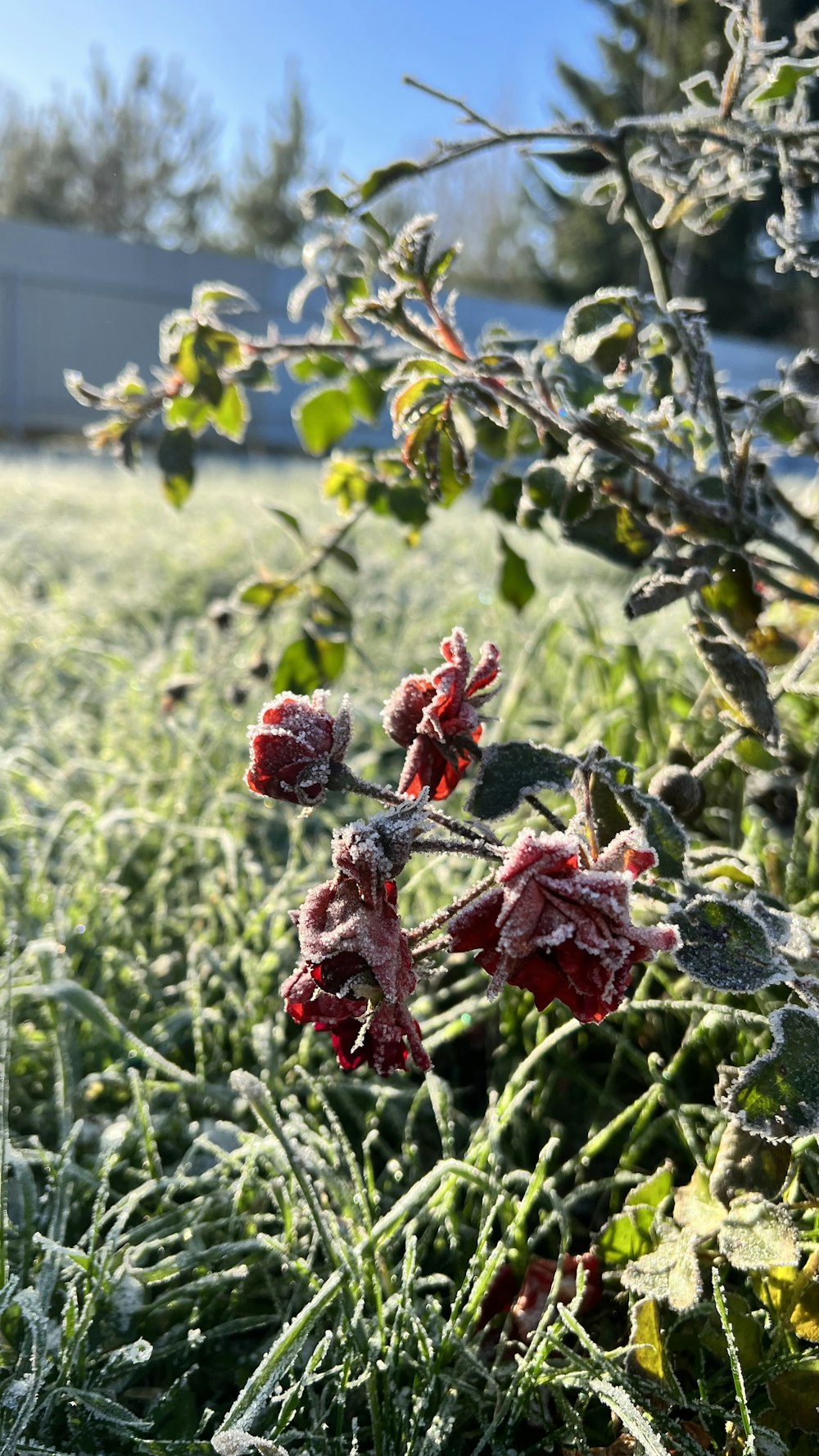 a field of grass covered in ice and frost