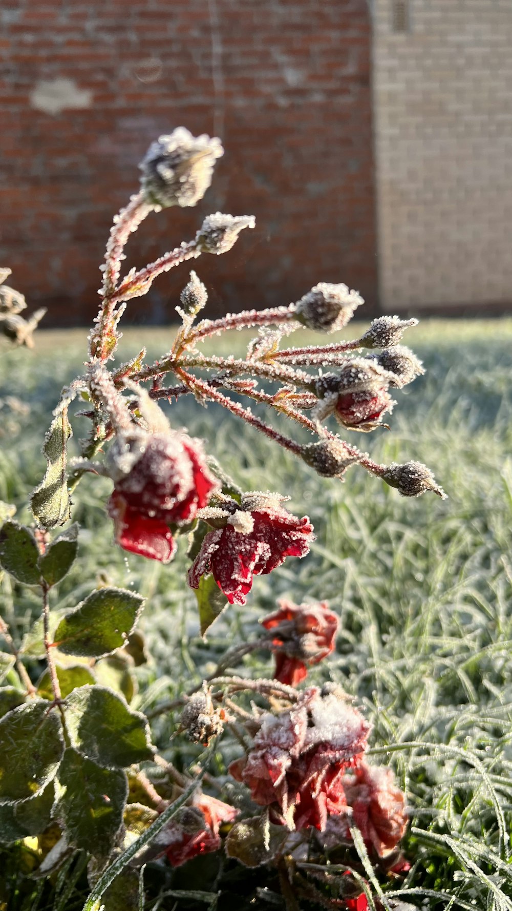 a frosty plant in a field next to a brick building