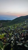 Sunset view over the lush coffee plantation with mountains in the background.