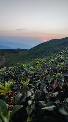 the sun is setting over a green mountain