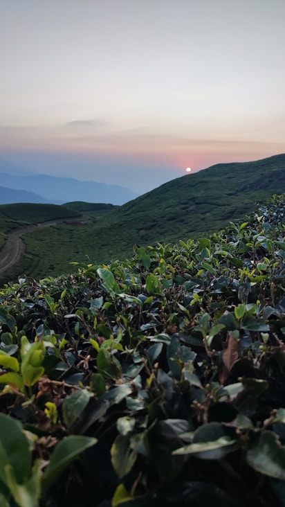 the sun is setting over a green mountain