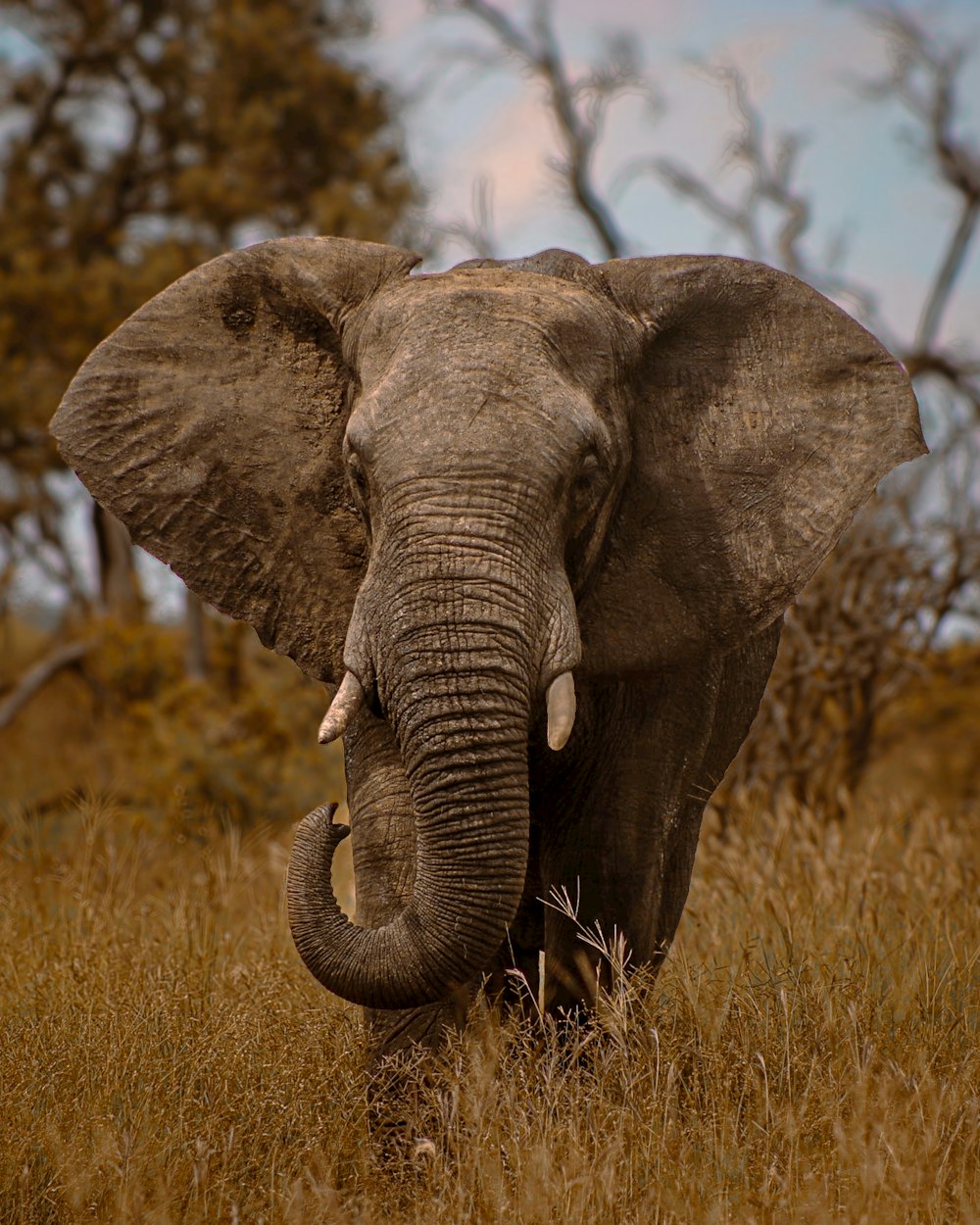 an elephant standing in a grassy field with trees in the background
