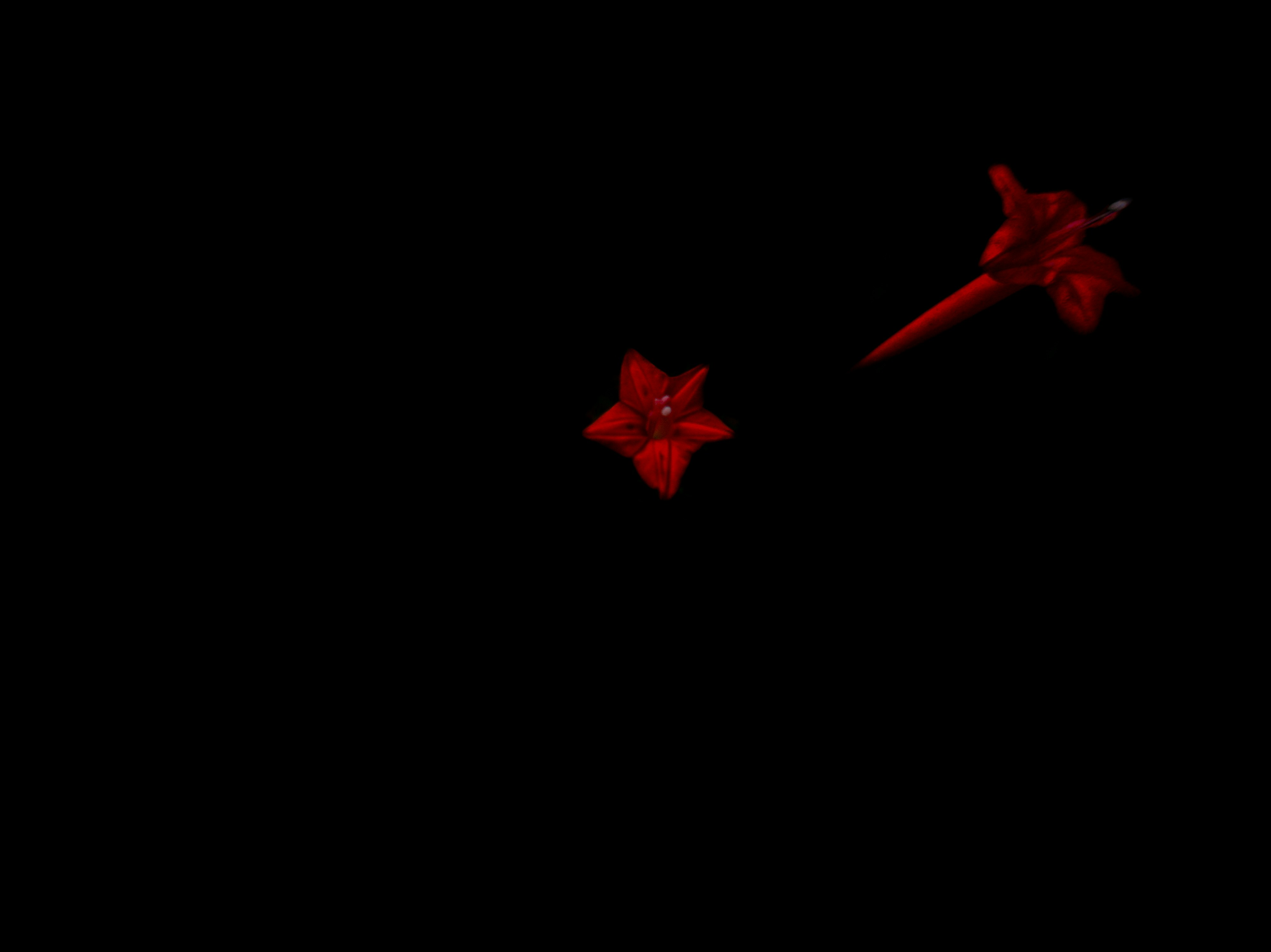 a couple of red paper flowers floating in the air