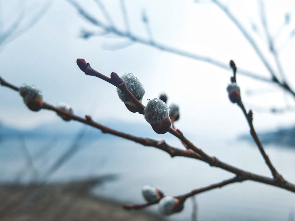 a close up of a tree branch with buds