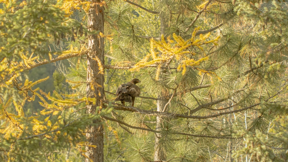 a bird perched on a tree branch in a forest