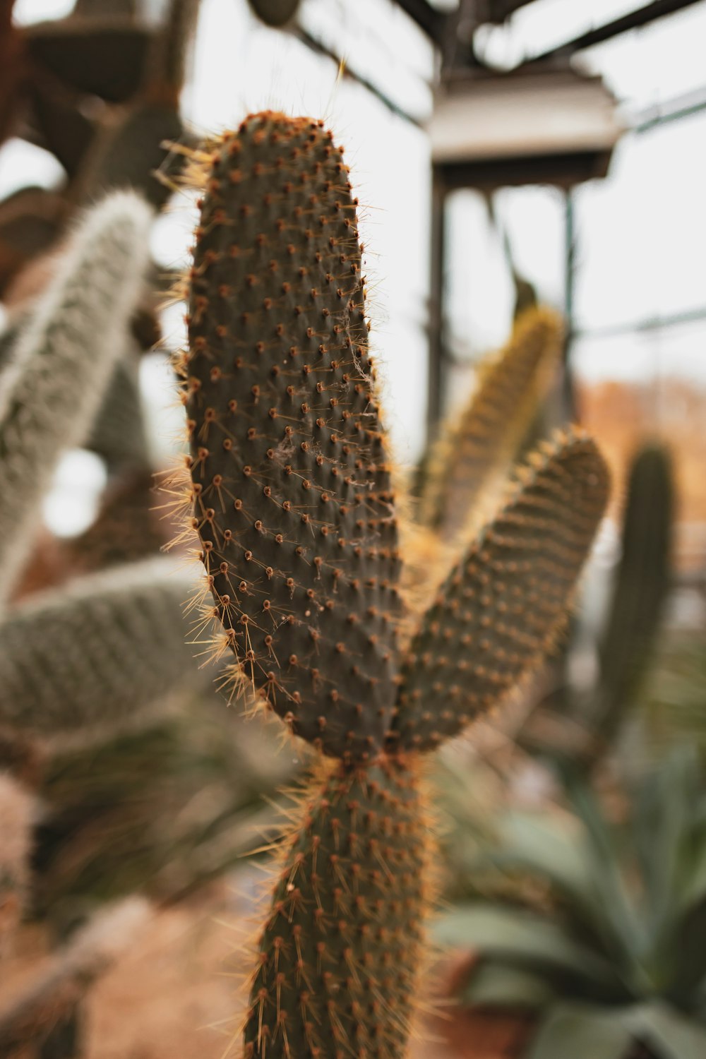 a close up of a cactus in a greenhouse