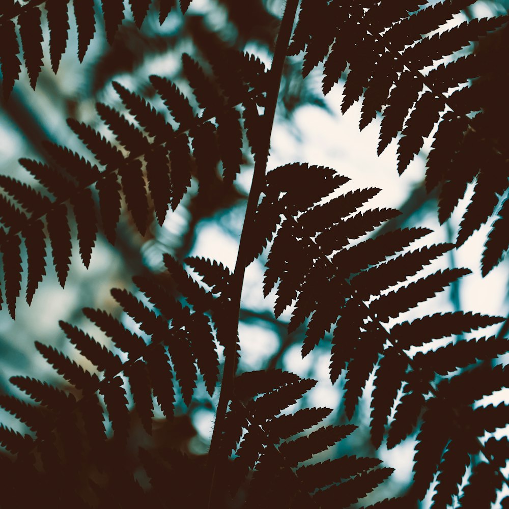 Un primer plano de una planta con un fondo de cielo