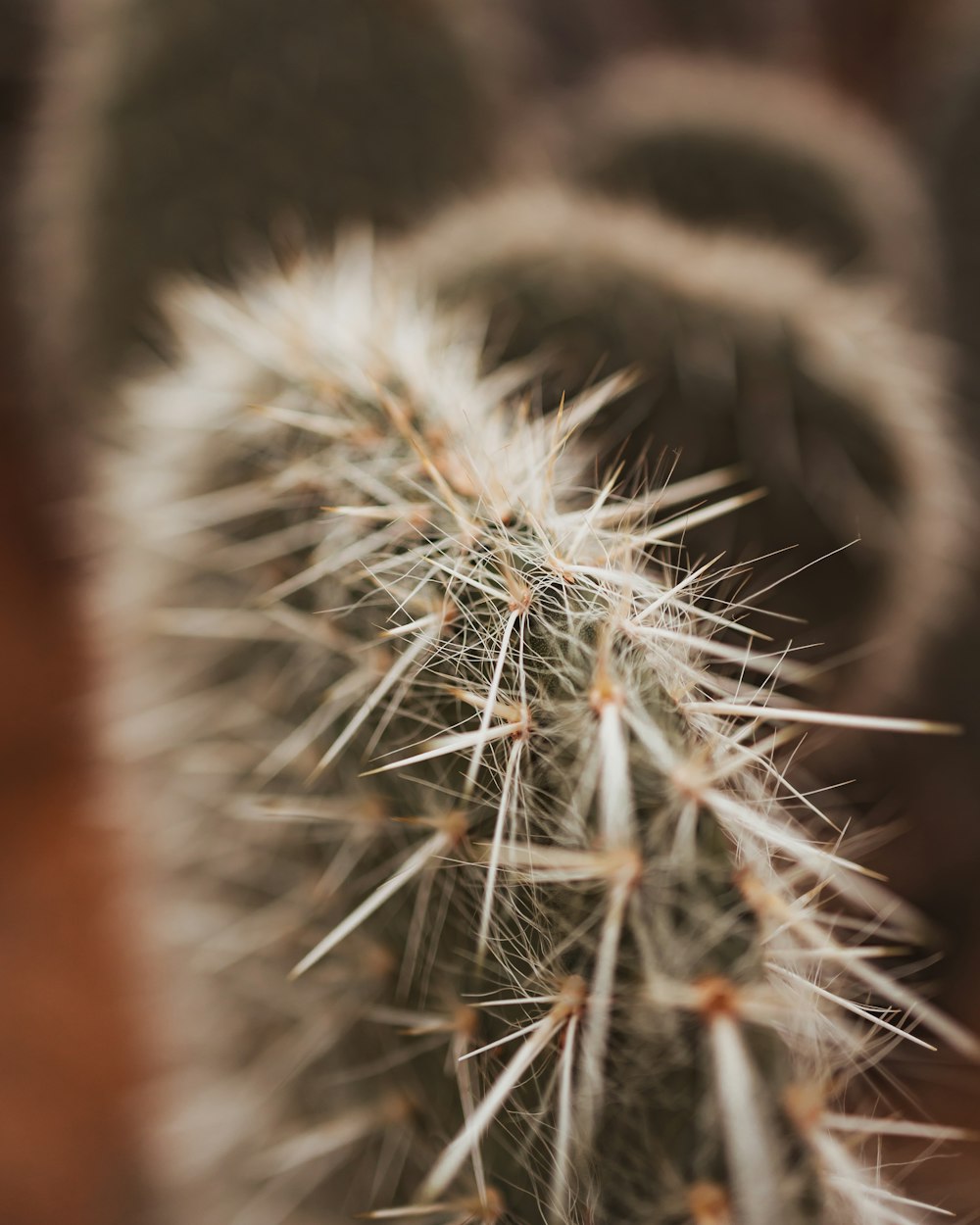 a close up of a cactus plant with long needles