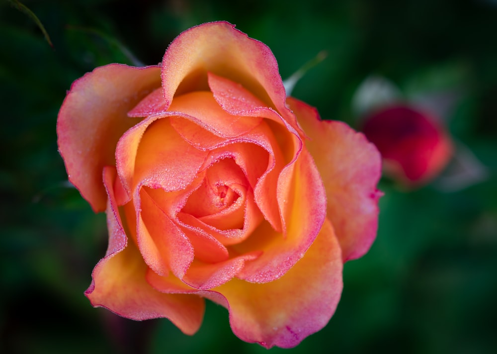 a close up of a pink and yellow rose