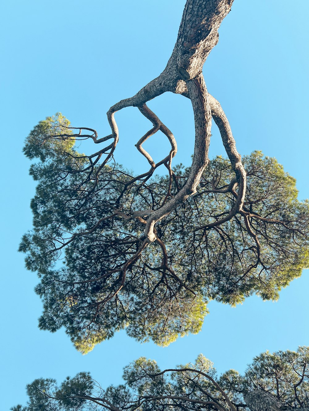 a tree with a bent branch and a blue sky in the background