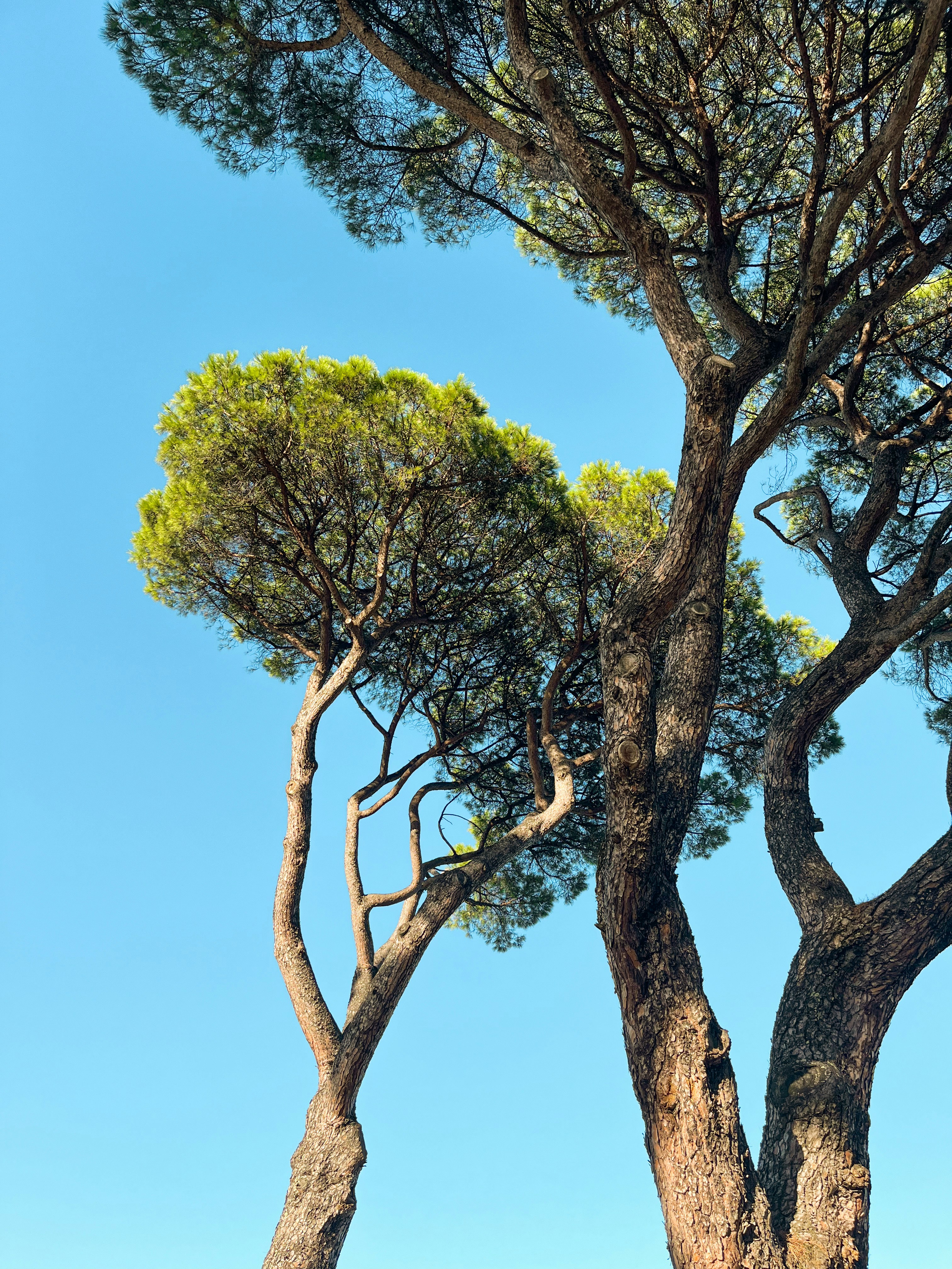 a couple of trees that are next to each other