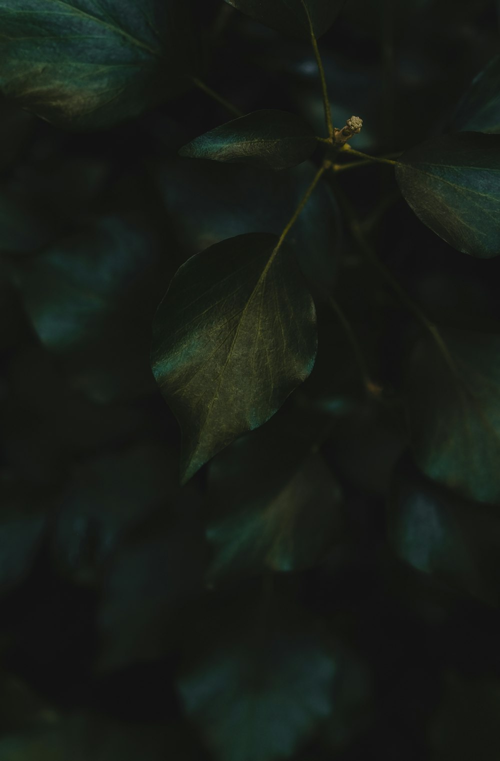 a close up of a green leaf on a tree