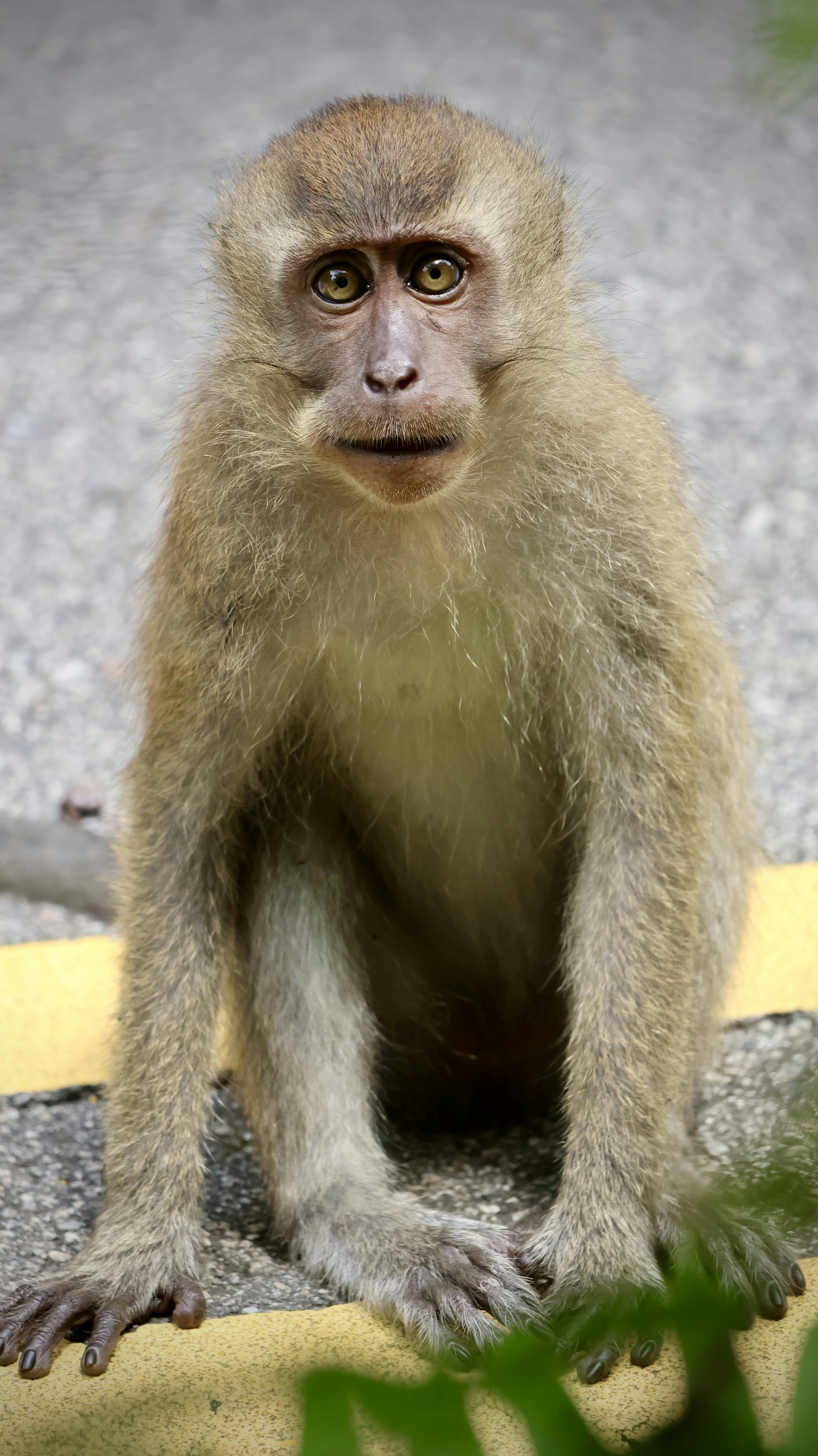 a monkey sitting on the ground looking at the camera
