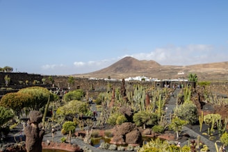 A beautifully manicured desert garden with vibrant succulents and smooth stone pathways under a clear blue sky.