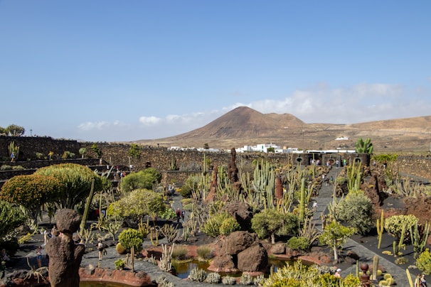 A beautifully manicured desert garden with vibrant succulents and smooth stone pathways under a clear blue sky.