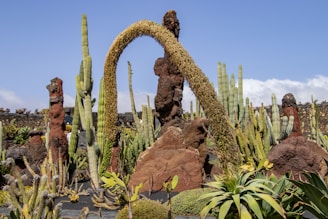 A variety of cacti and succulents are arranged in a rocky garden. The plants are surrounded by volcanic rocks, creating a surreal and rugged landscape. Tall, slender cacti stand among shorter, clustered succulents, and a large arching cactus adds an architectural element to the scene. The sky is clear and blue, adding to the vibrant atmosphere.
