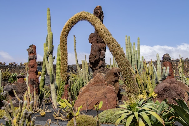 A variety of cacti and succulents are arranged in a rocky garden. The plants are surrounded by volcanic rocks, creating a surreal and rugged landscape. Tall, slender cacti stand among shorter, clustered succulents, and a large arching cactus adds an architectural element to the scene. The sky is clear and blue, adding to the vibrant atmosphere.