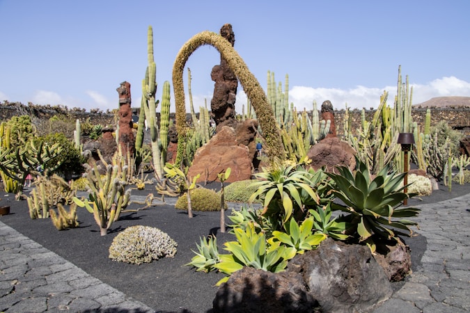Creating Your Desert Garden Guide: A Go-To Resource for Desert Gardening Enthusiasts