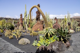 A well-maintained desert garden featuring a diverse array of cacti and succulents. Tall, slender cacti rise against a clear blue sky, surrounded by rocky formations and volcanic stones. The ground is covered in black volcanic gravel, enhancing the vibrant greenery of the plants.