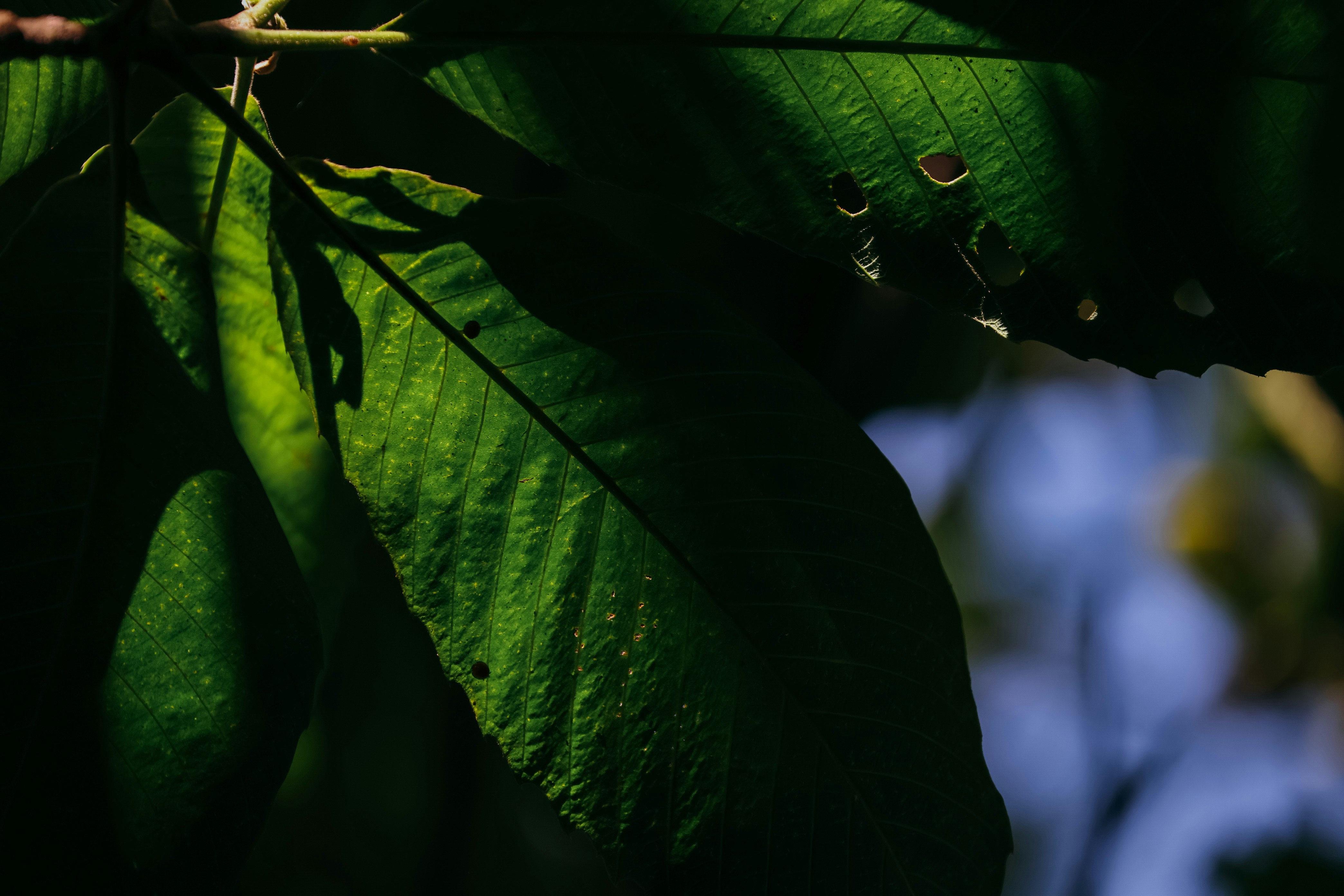 Photo by dickenslin76