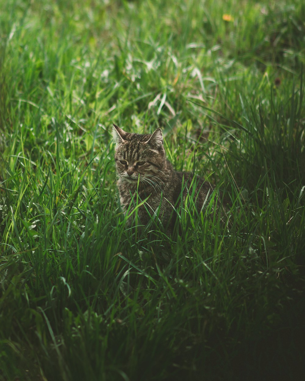 um gato sentado no meio de um campo gramado