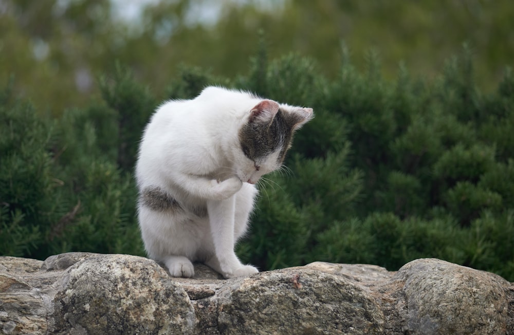 a cat sitting on top of a large rock