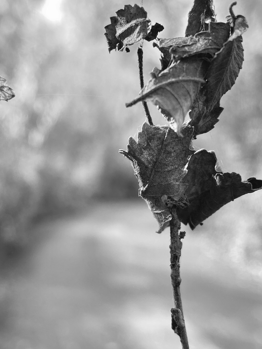 a black and white photo of a dying leaf