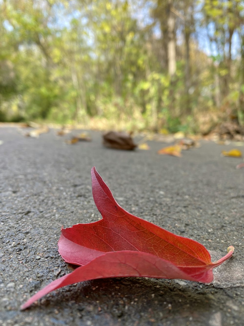 a red leaf laying on the side of a road