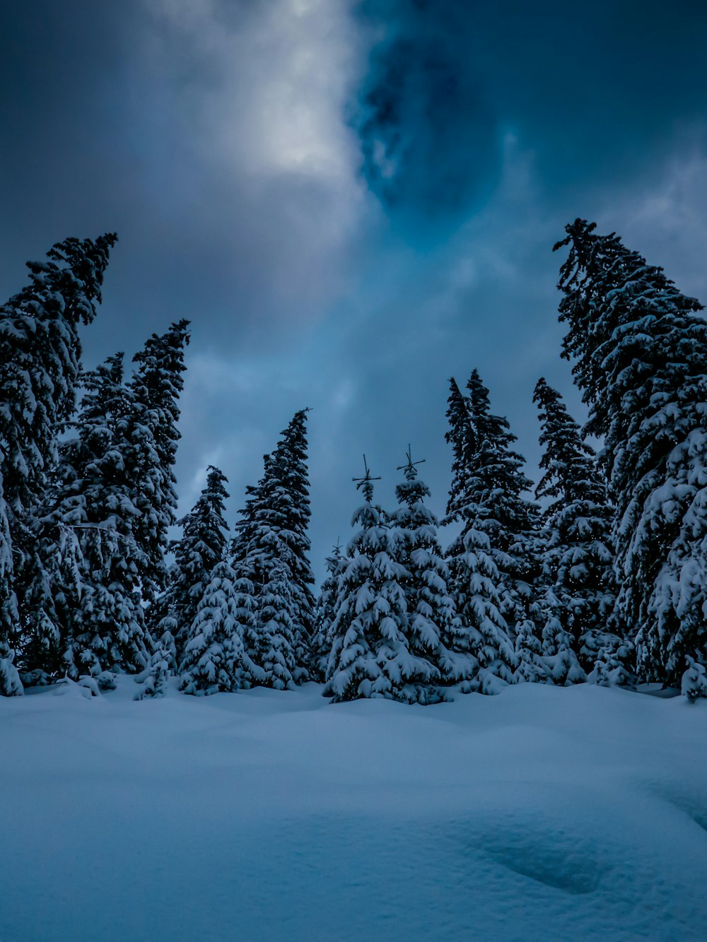 a group of trees covered in snow under a cloudy sky