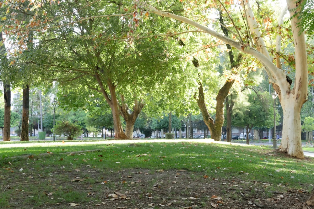 a park filled with lots of trees and grass