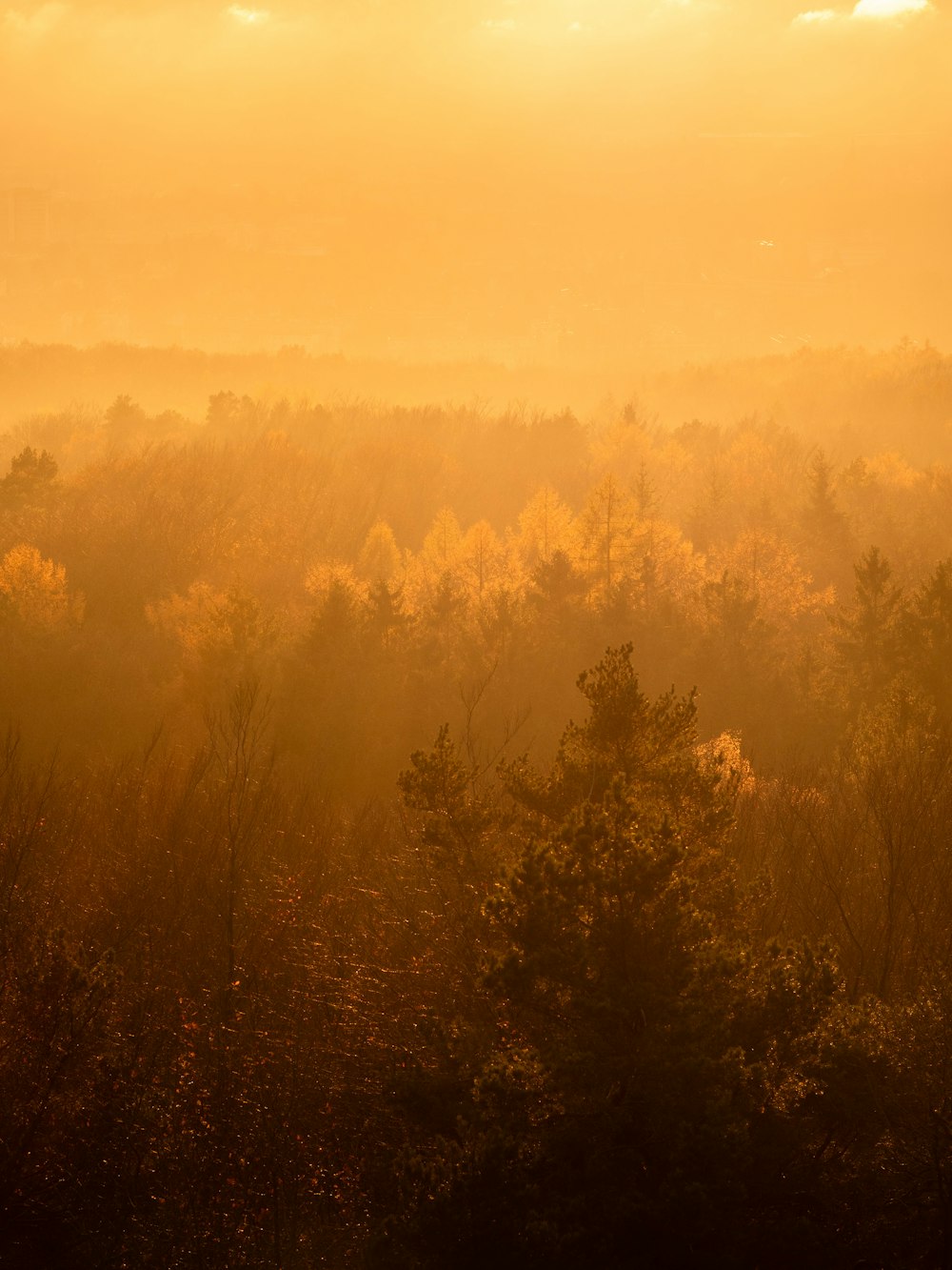 the sun is shining through the foggy trees