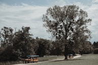 A peaceful rural scene with a horse and carriage resting under a large tree.