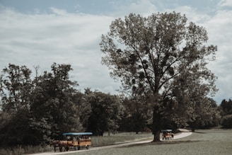 A peaceful rural scene with a horse and carriage resting under a large tree.