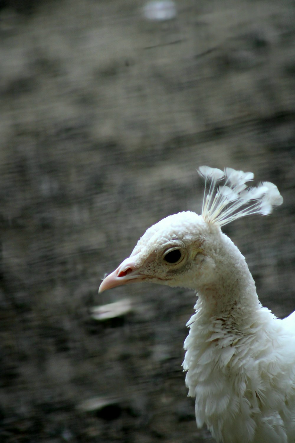 a white bird with a feather on its head
