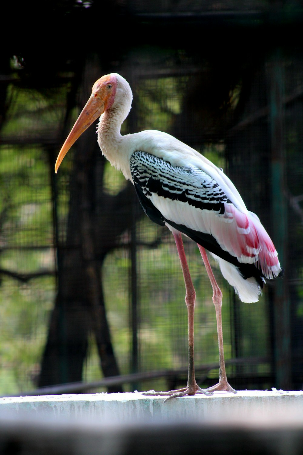 a white and black bird with a long beak