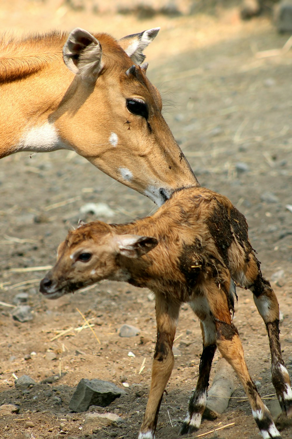 a baby deer standing next to an adult deer