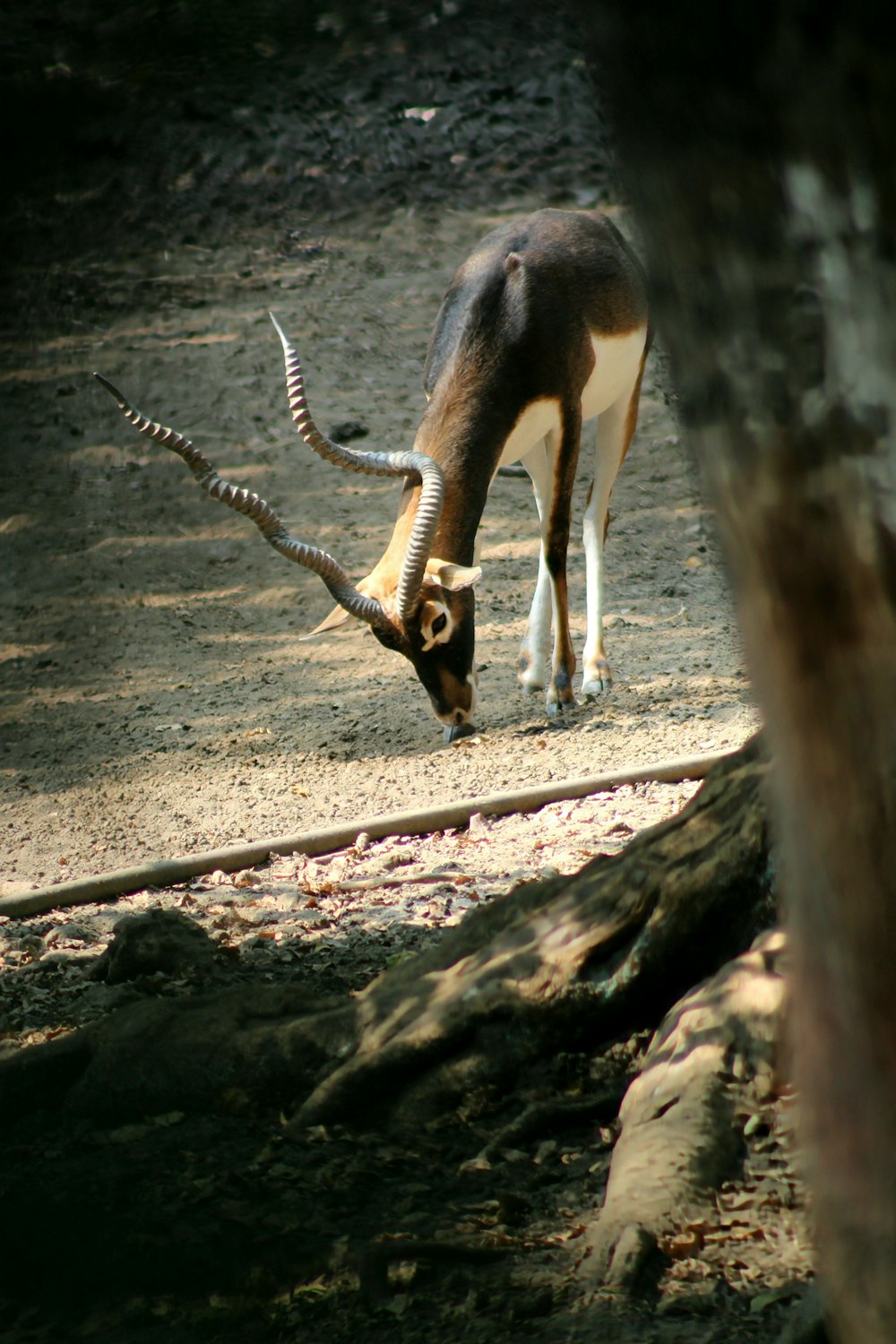 an antelope grazing in the shade of a tree