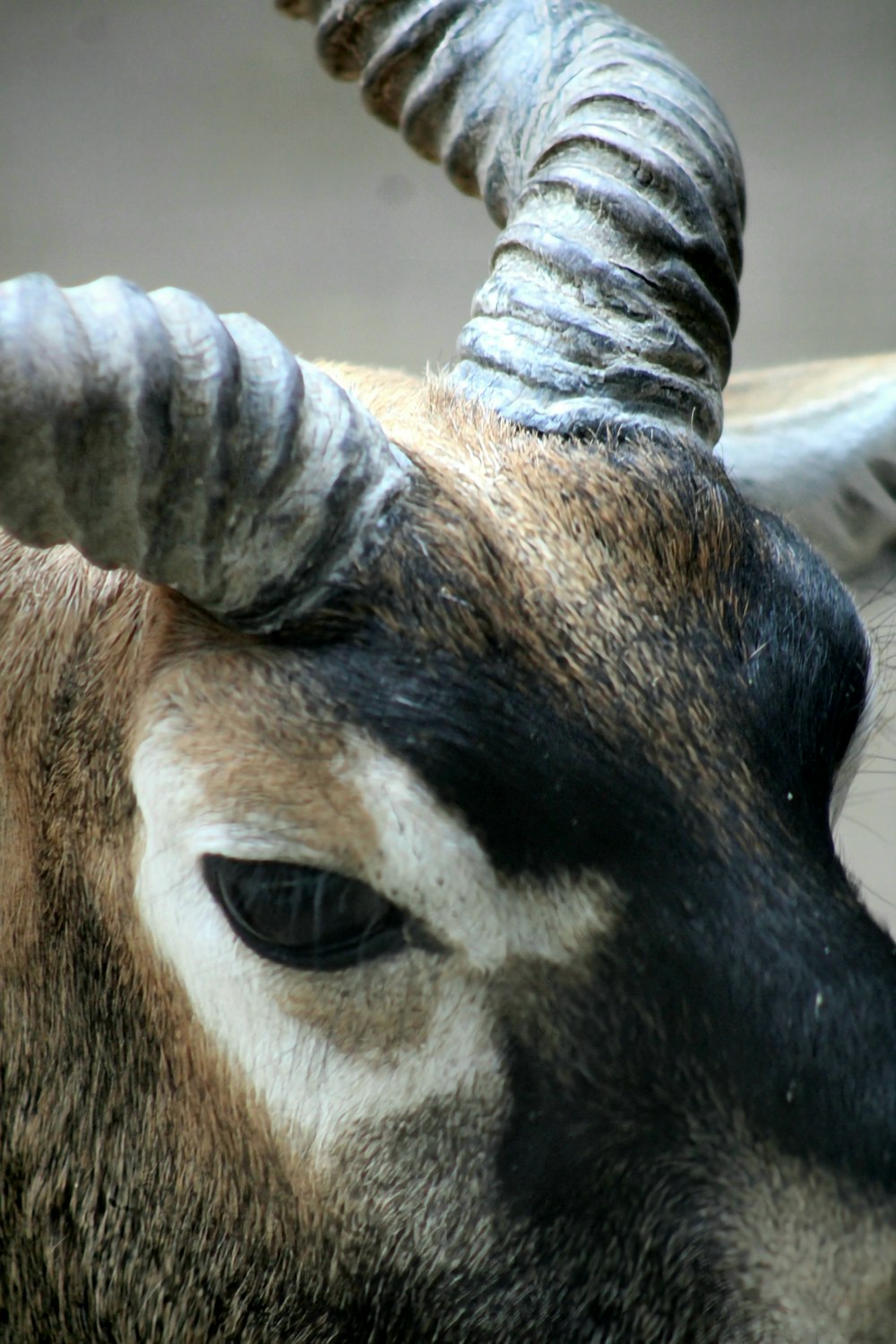 a close up of a horned animal with long horns