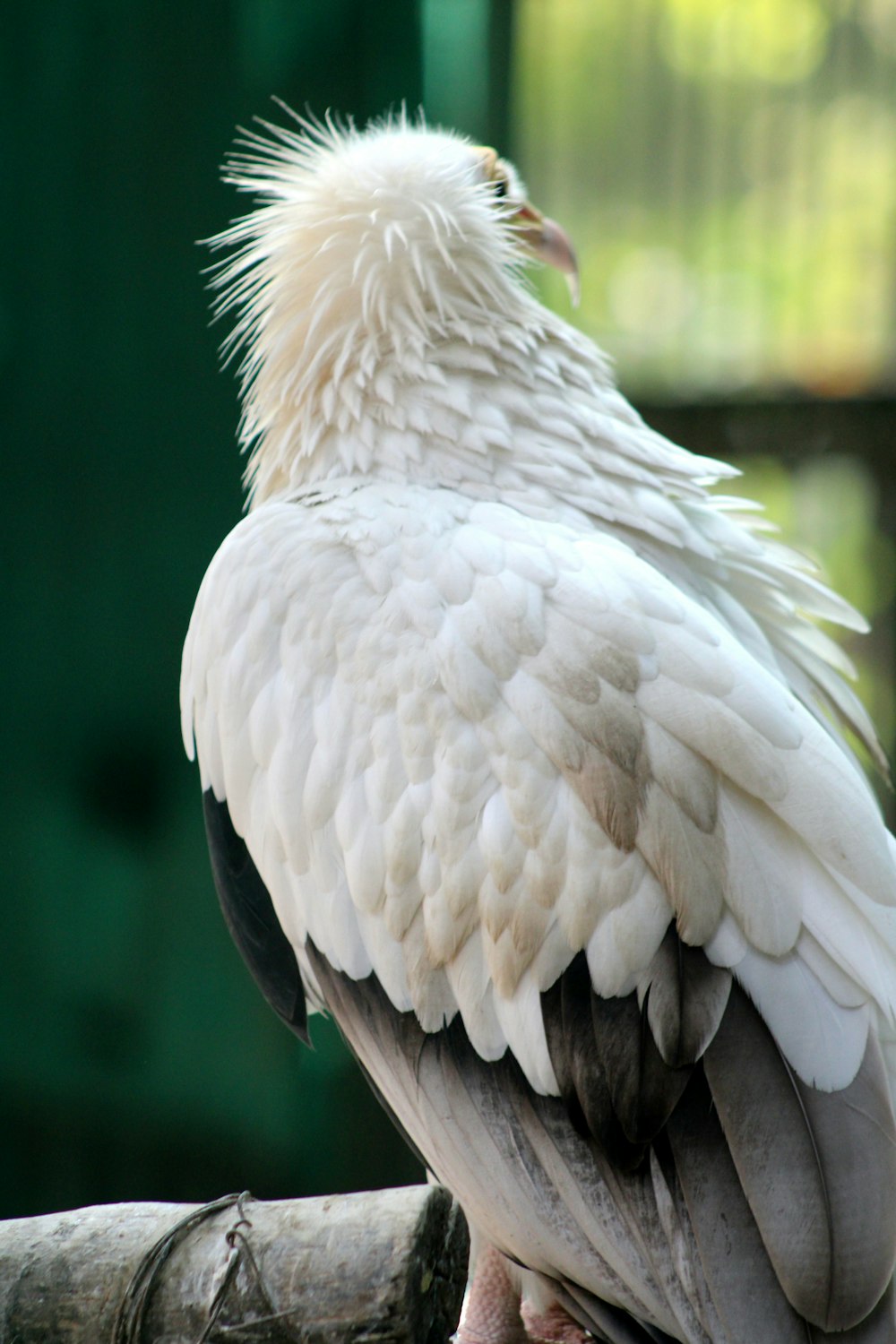 a white and black bird sitting on top of a tree branch