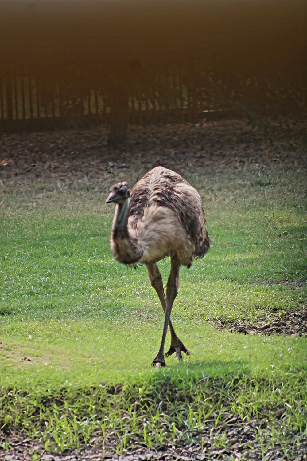 an ostrich is walking in a grassy field