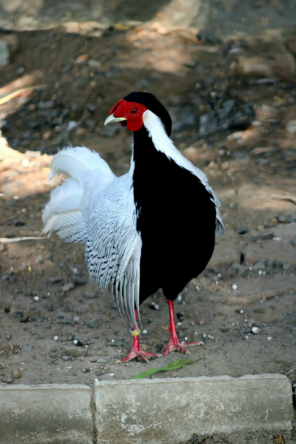 a black and white bird with a red head